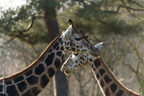 Canvas Print portrait of a giraffe