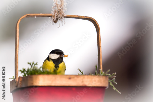 a great tit, parus major, perched on a decorative bird feeder and eating seeds