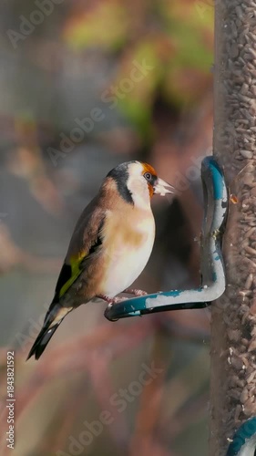 Goldfinch Feeding on a Birdfeeder
