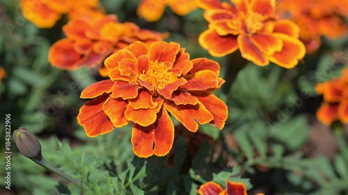 Beautiful French marigold (Tagetes patula) flower.