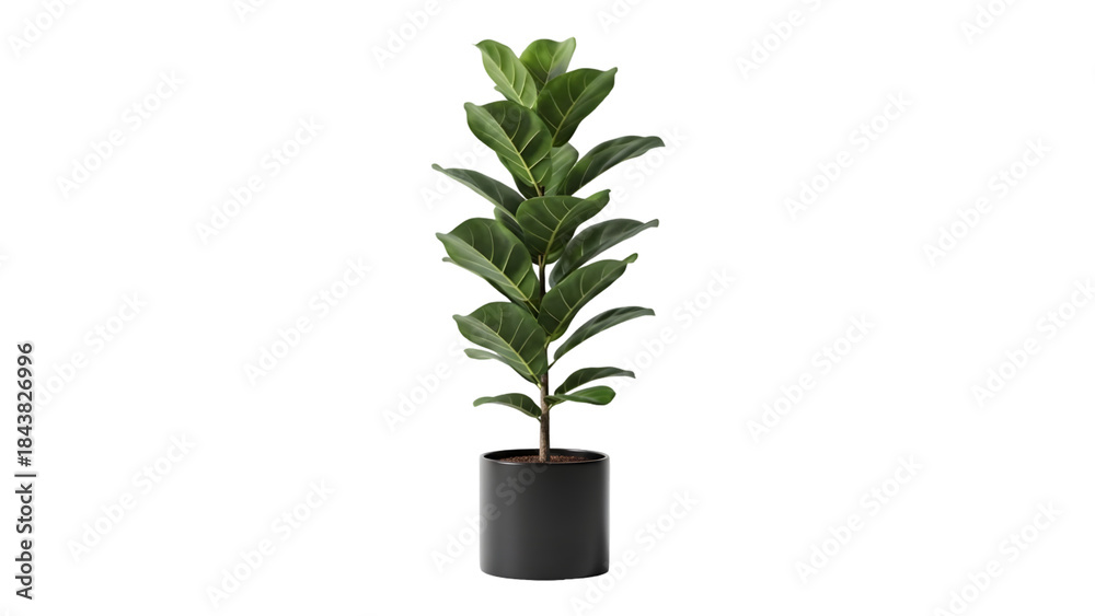 Obraz premium Tall fiddle leaf fig tree in a sleek black pot