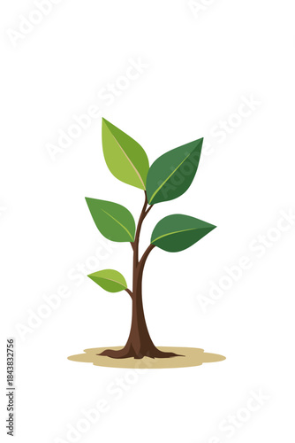 Tree seedling closeup with green leaves on a transparent background
