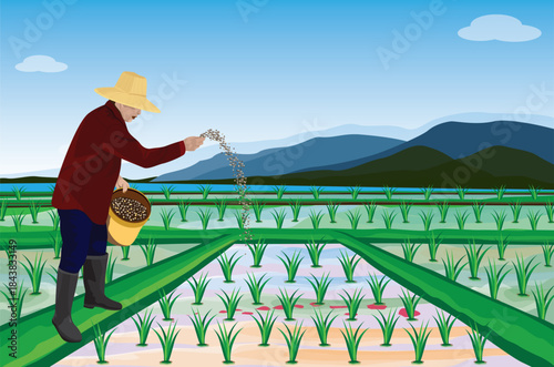 The farmer is spreading fertilizer in the rice field.vector design