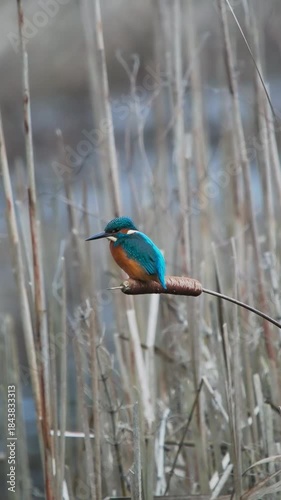 Kingfisher Bird on a Reed