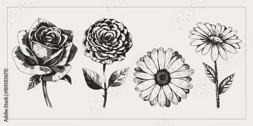 A botanical illustration featuring a rose chrysanthemum and daisy flowers