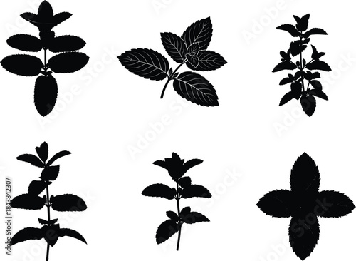 Silhouette of various plant species against a white background silhouette