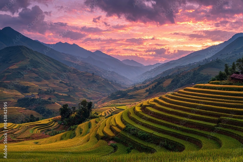 Fototapeta premium Farmers harvest rice on terraced fields during sunset in mountain landscape in Southeast Asia