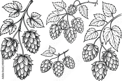 Vintage Hops Cone Botanical Line Art Illustration.