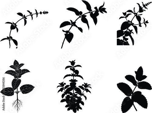 Silhouette of various plant species with leaves and branches in black and green