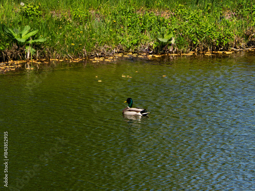 The wild duck floats freely in the lake.