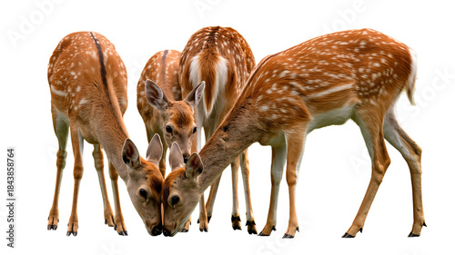 Four young spotted deer fawns grazing together, isolated on transparent background.