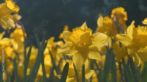 daffodil, low angle close up of a yellow flower moving around in breeze, surrounded by other daffodils