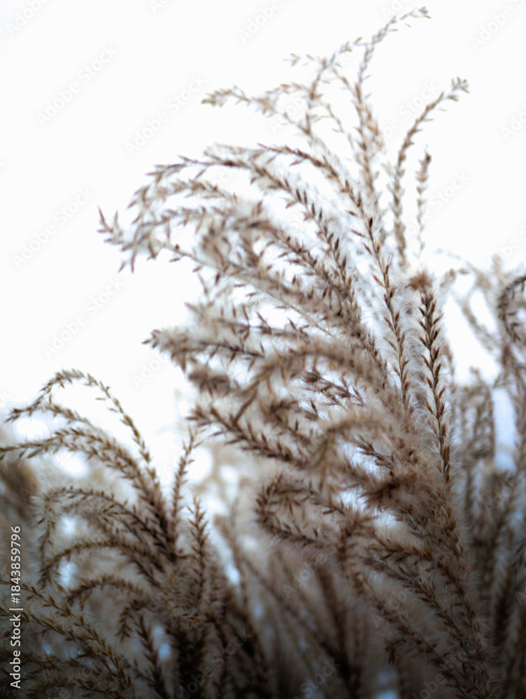 Obraz premium Cape Cod Common Reed, or Silver Grass plants, wave their seeds in the winter wind, forming a fluffy nature background with geometrically curved, slanted lines of texture and light.