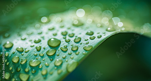 Fotografía Beautiful details of nature