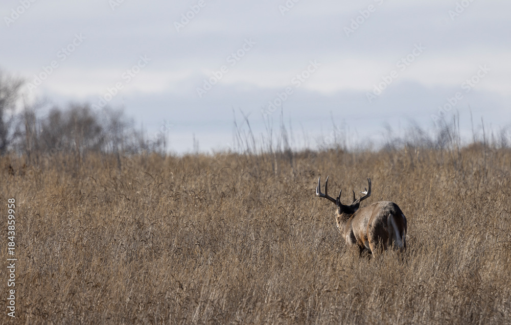 Naklejka premium Buck Whitetail Deer During the Rut in Autumn in Colorado