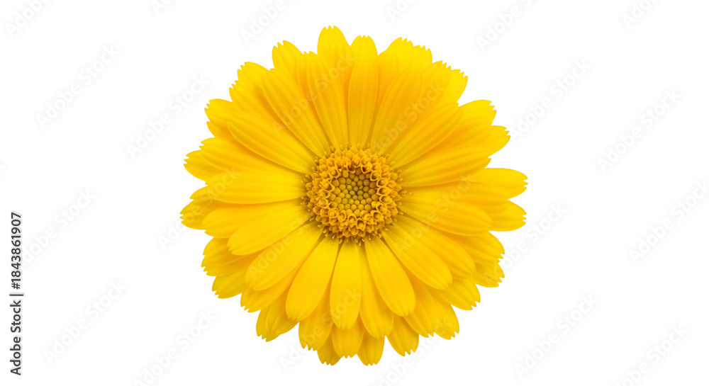 Fototapeta premium Bright Yellow Daisy Flower Isolated on Black Background