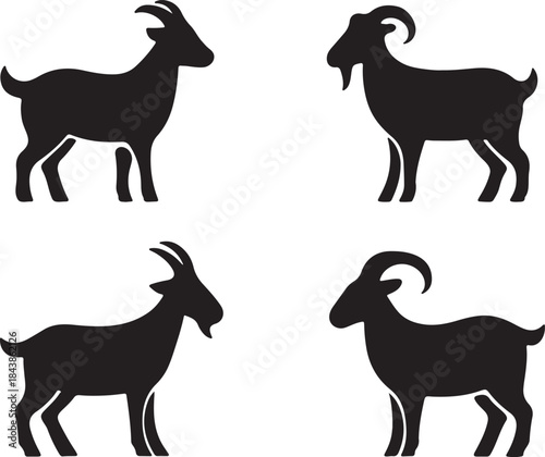 solid black goat