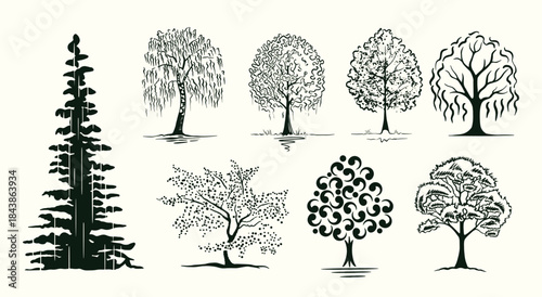 Vector sketch of trees and shrubs