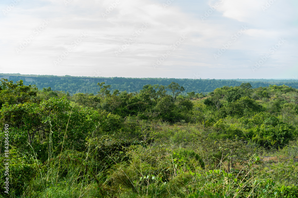 Fototapeta premium grass and sky