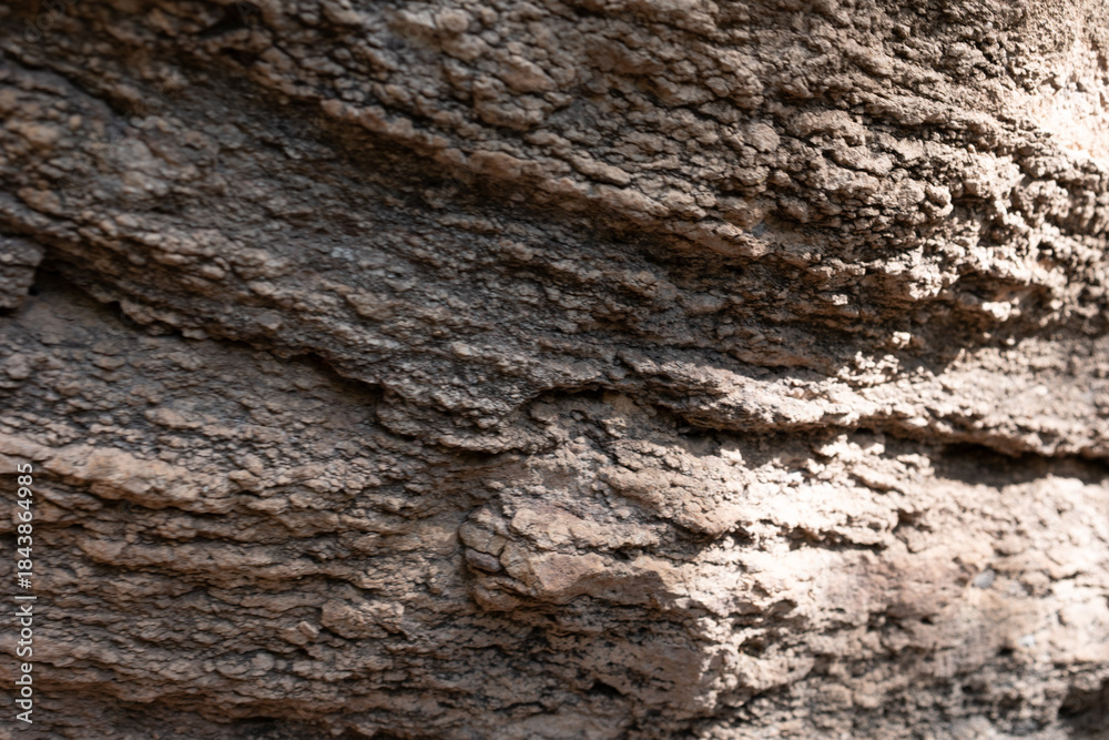 Naklejka premium bark of a tree