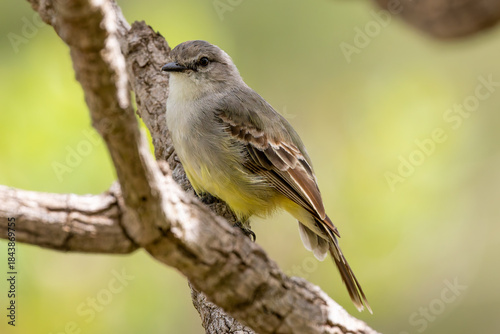great tit parus major
