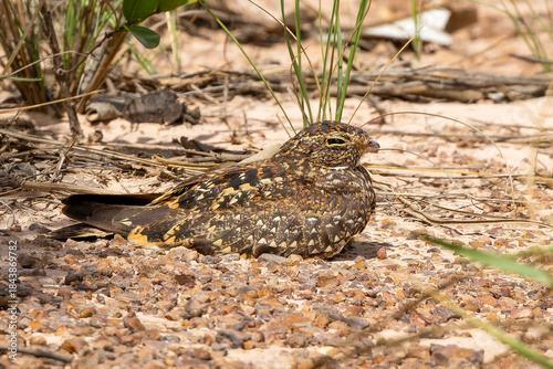 Nannochordeiles pusillus 