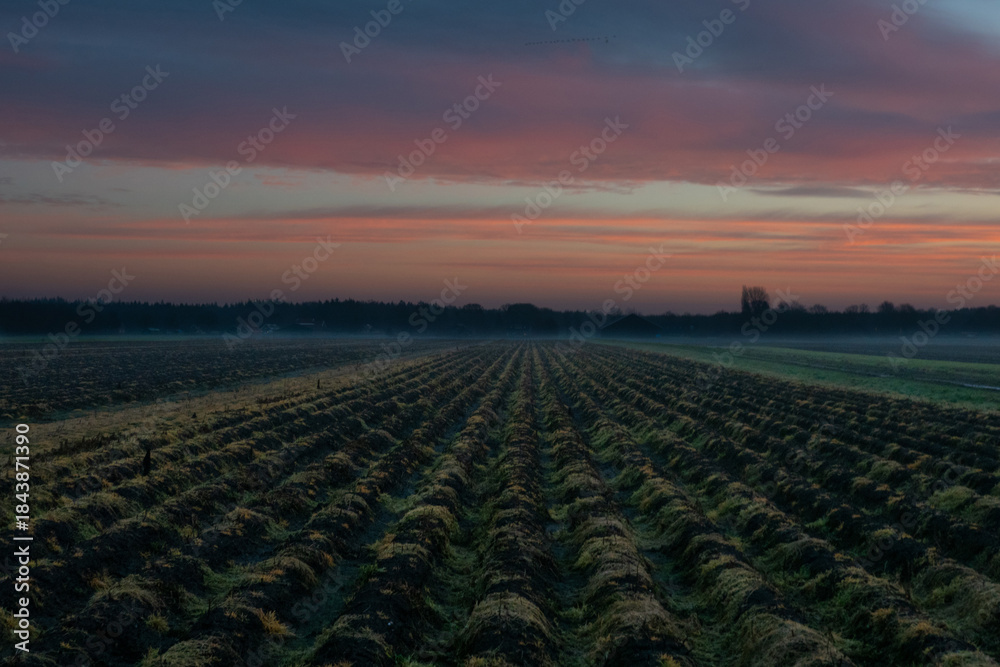 Obraz premium Unreal landscape before sunrise; red clouds, glowing weeds in the field and ground mist in the distance