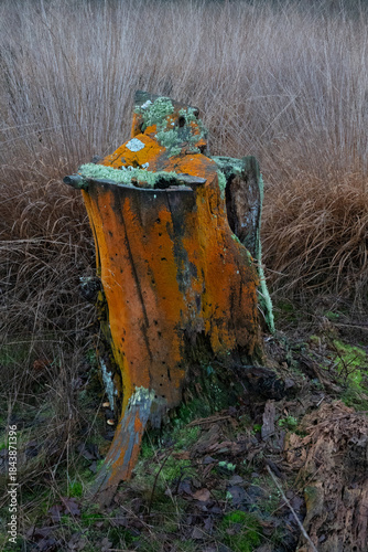 Trentepohlia algae and cup lichens on a rotting tree trunk