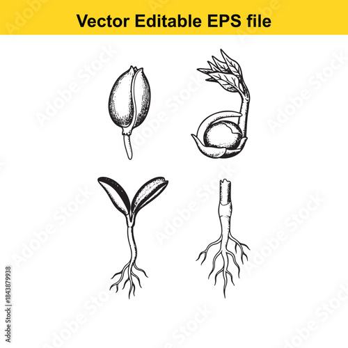  Stages of plant germination