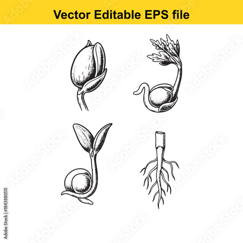  Stages of plant germination