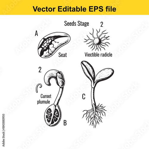  Stages of seed germination