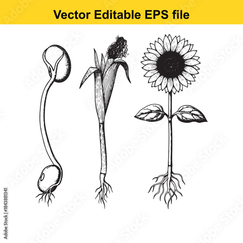  Illustration of plant growth stages