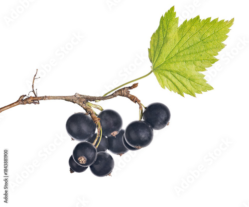 bunch of black currant  with ten berries and green leaf