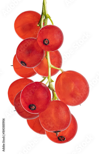 bunch of red currants with eleven berries on white