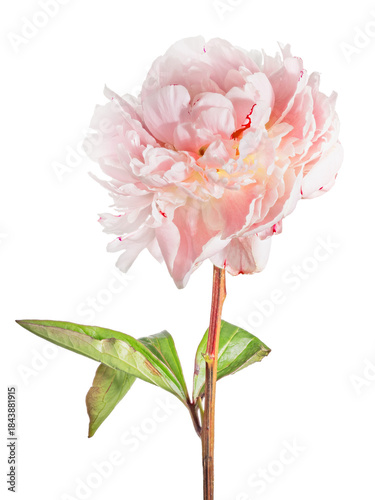 red dark and light lush peony flower with green leaves