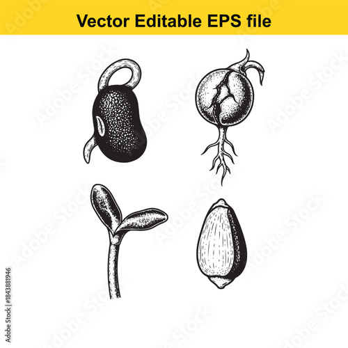  Stages of seed germination