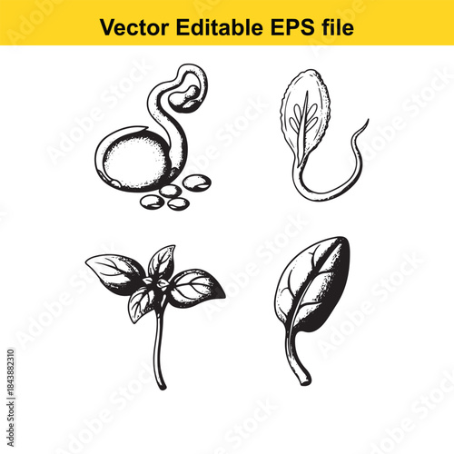  Illustrations of plant life stages