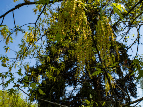 Flowers of the oak (Quercus) with small young leaves in a sunny day in May. Oak blossom close up