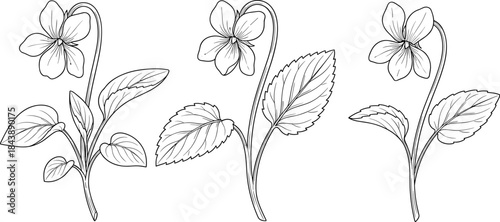 Violet flower botanical illustration, detailed line art, leaf anatomy sketch, nature study reference, cad drawing flat vector illustration