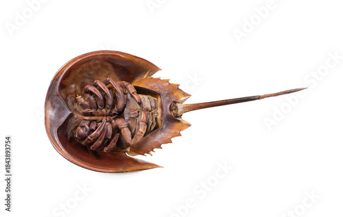 Ventral view of Limulus polyphemus showing anatomy of a living fossil, horseshoe crab museum specimen