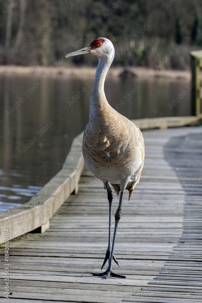 Fototapeta premium Sandhill crane
