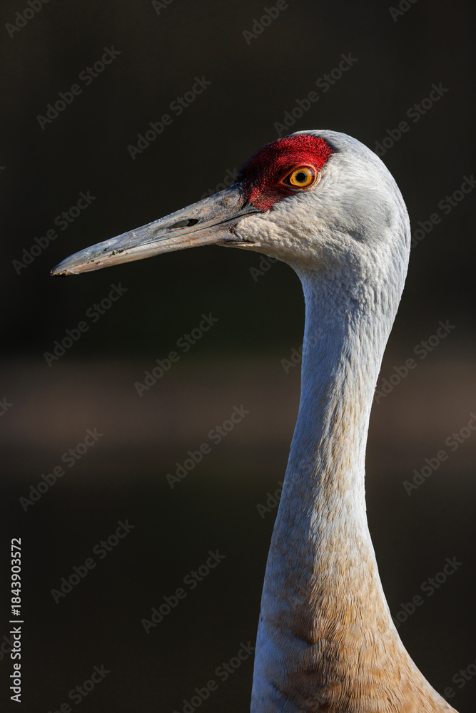 Fototapeta premium Sandhill crane