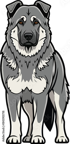 Karst Shepherd dog standing facing front illustration