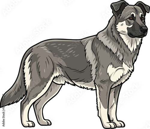 Karst Shepherd dog standing side profile view illustration