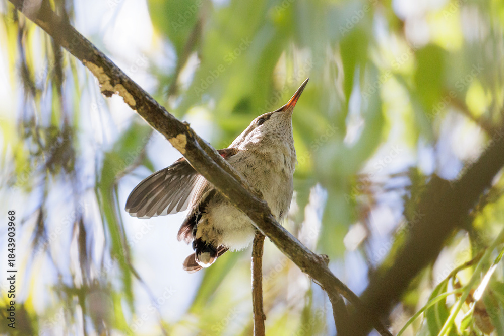 Naklejka premium Anna's hummingbird