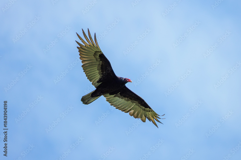 Obraz premium Turkey vulture