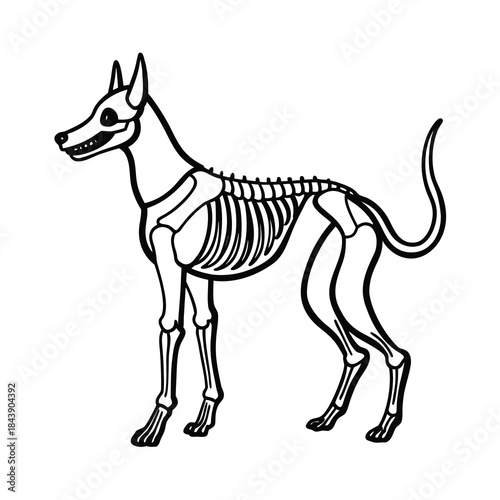 dog skeleton