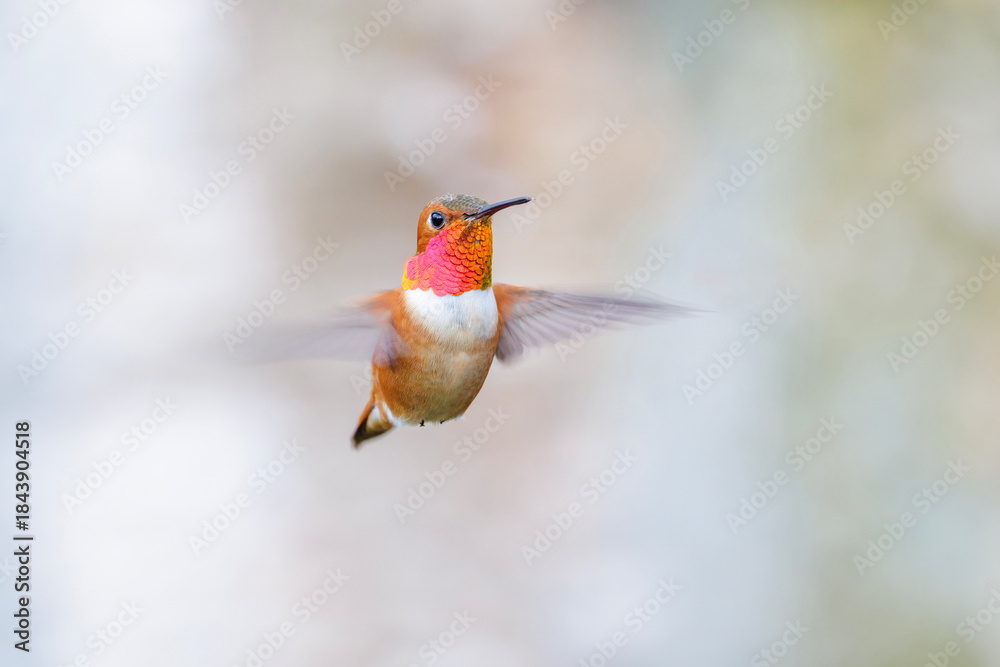 Fototapeta premium Rufous hummingbird