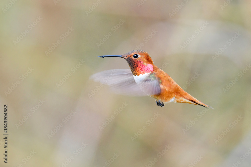 Fototapeta premium Rufous hummingbird