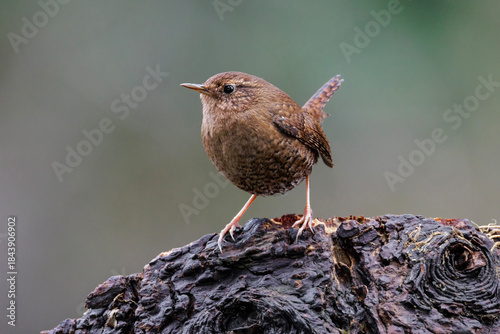 Pacific wren © Feng Yu